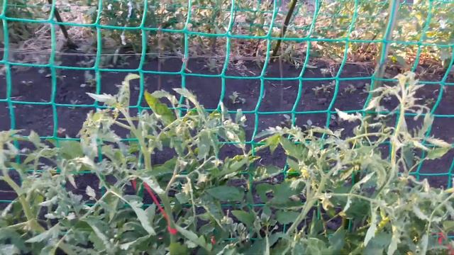 Выращивание помидор в открытом грунте . Опоры для высокорослых томатов . смотреть онлайн