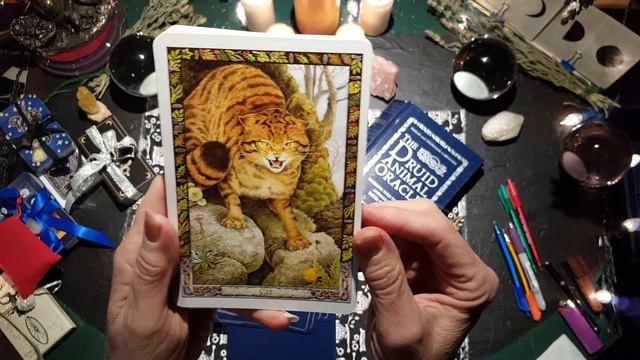 NewDeck The Druid Animal Oracle смотреть онлайн