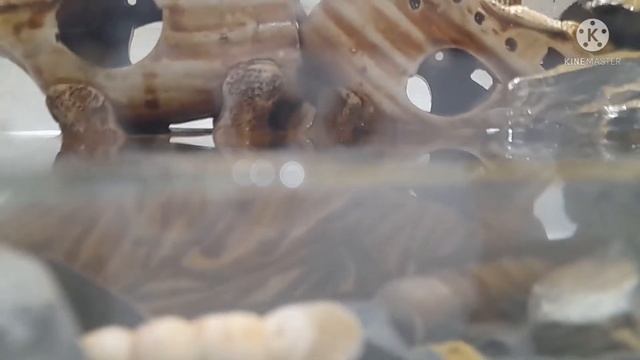 Аквариум для испанского тритона. Как сделать аквариум. Содержание испанского тритона смотреть онлайн