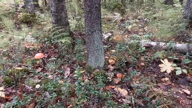 Ведьмин круг. смотреть онлайн