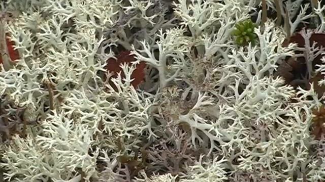 Дикие олени острова Беринга смотреть онлайн