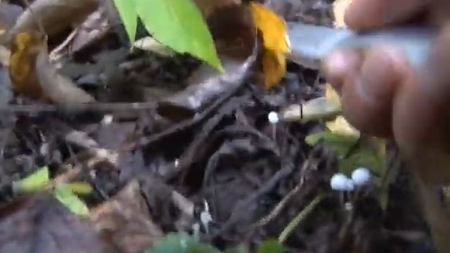С начала грибного сезона в лесах Чувашии заблудились семь человек смотреть онлайн