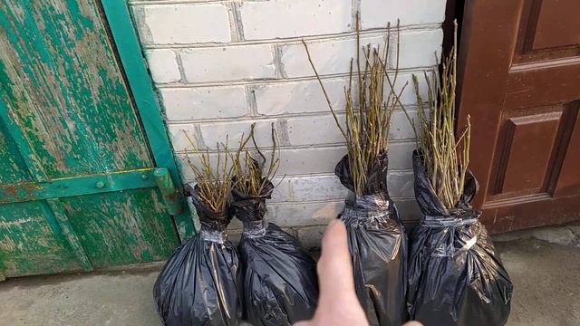 ГРЕЦКИЙ ОРЕХ . Отправляем подвой с хорошими показателями совместимости с сортовым орехом ! смотреть онлайн