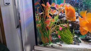 Попытка размножения красного попугая в аквариуме 22.05.2022