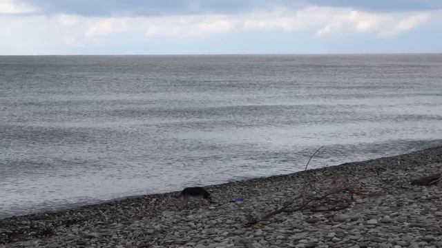 Берег моря в поселке Аше. Погода в Лазаревском 27 сентября 2016 смотреть онлайн