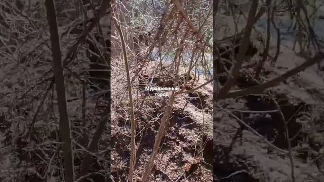Муравьинный город, есть поверье, если покормить Муравьёв после сна, то все мечты сбываются смотреть онлайн