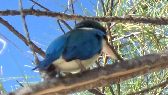 Птицы Таиланда. Зимородок. смотреть онлайн