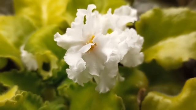 Мои цветы в кухне/Орхидеи и фиалки в кухне/My plants in the kitchen/My violets and orchids смотреть онлайн