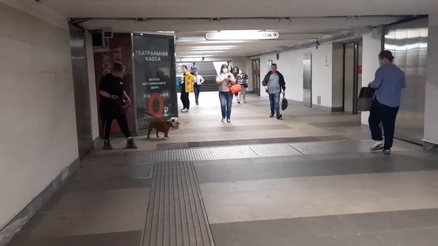 Дрессировка собак. Преодоление страхов. смотреть онлайн