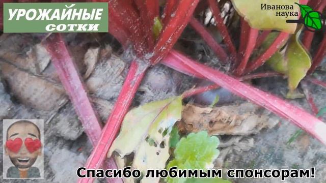 БЕЗ ПОДКОРМРОК И ОБРАБОТОК! СЕКРЕТ вкусной свёклы. смотреть онлайн
