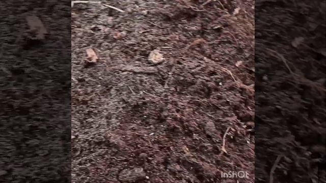 Голубика. Посадка от А до Я смотреть онлайн