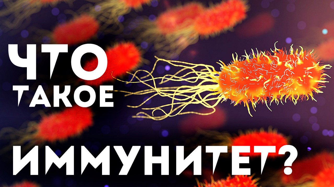 Что такое иммунитет? Как укрепить иммунитет? От чего портится иммунитет? смотреть онлайн