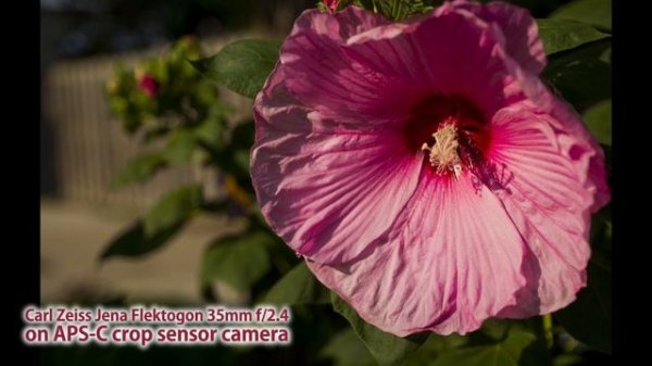 Zeiss Jena Flektogon 35mm F2.4 on a Sony Camera - M42 to Sony E-mount Lens Adapter