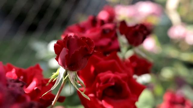 Music of flowers (Музыка цветов) | Музыка для души! смотреть онлайн