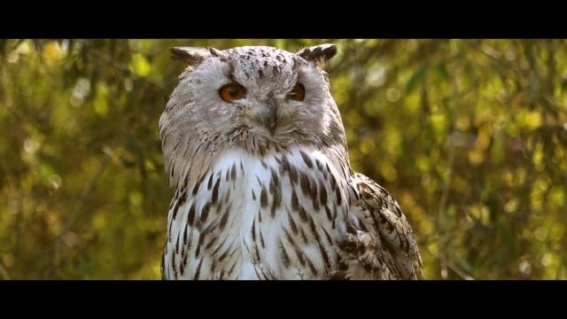 сова | филин | природа | релакс | Owl owl nature is alive | relax смотреть онлайн