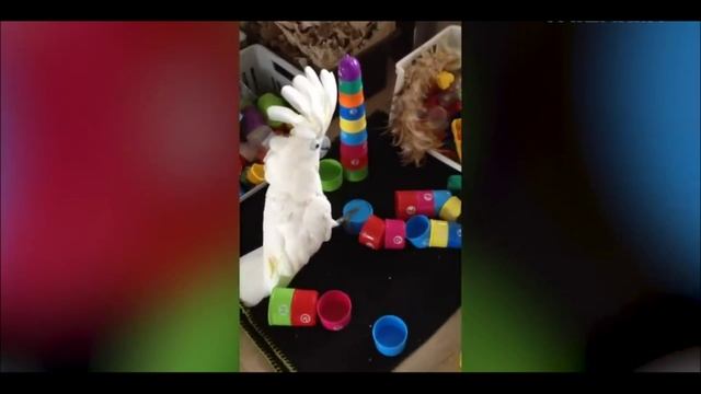 Лютый попугай часть 2 смотреть онлайн