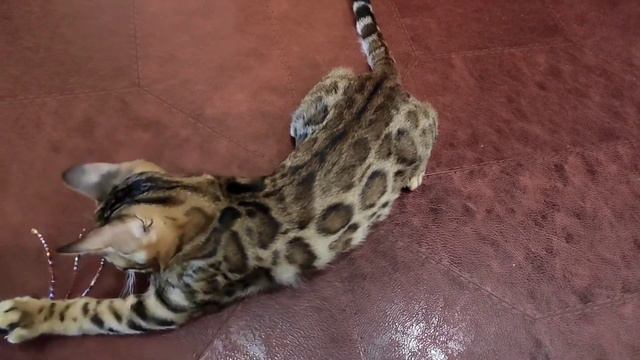 Бенгальский котик смотреть онлайн