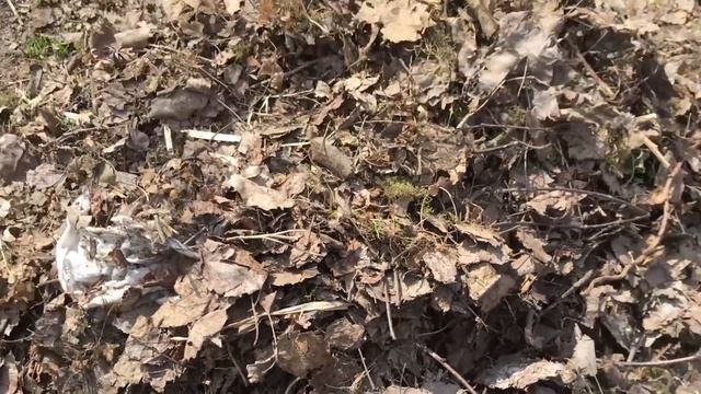 Что посадить под яблоней смотреть онлайн