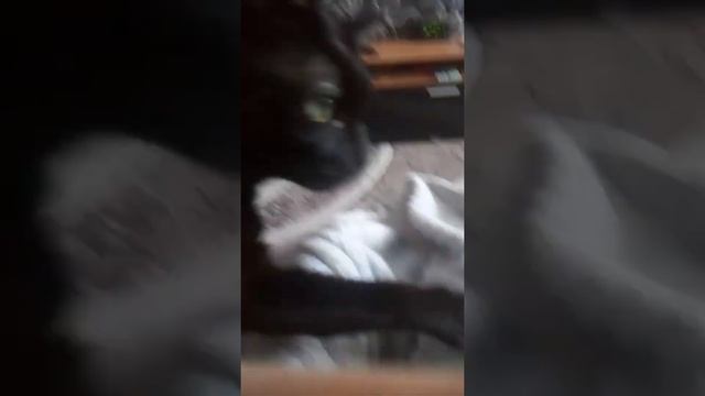 Мой кот любит СЛАДКОЕ смотреть онлайн