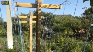 Подвязка томатов [ Как правильно подвязать помидоры ]