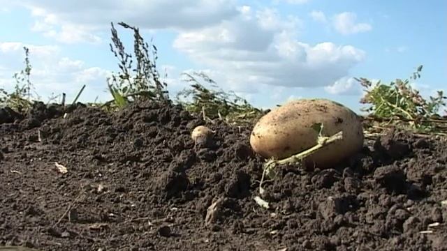 Уборка картофеля смотреть онлайн