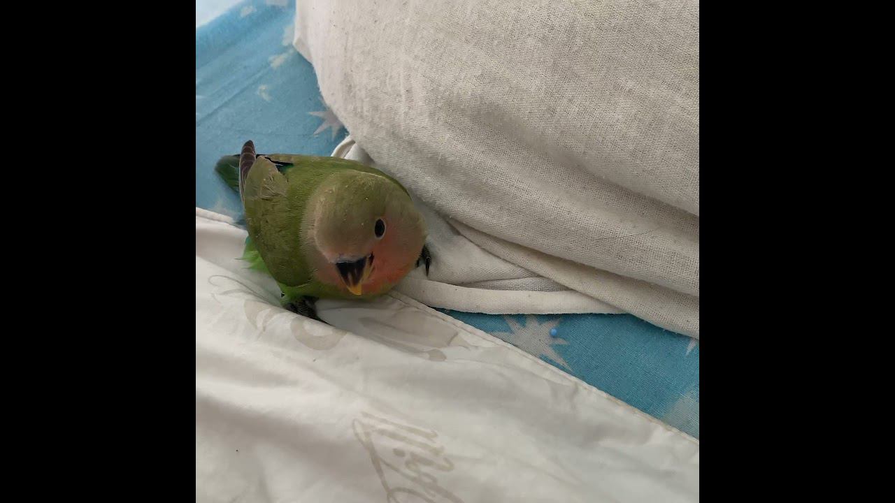 Неразлучник выкормыш, общаемся с малышом смотреть онлайн