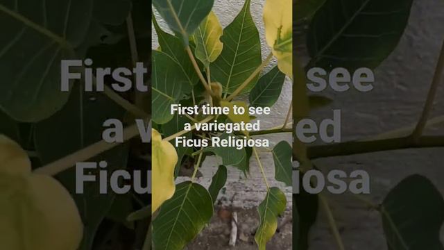 Variegated Ficus Religiosa#amazing#collection#variegated смотреть онлайн
