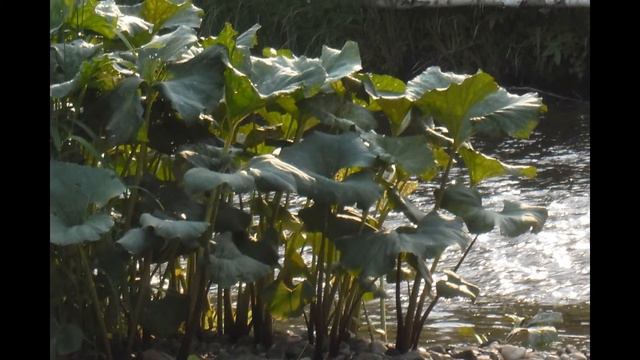 ГОРНАЯ РЕЧКА КАКВА смотреть онлайн