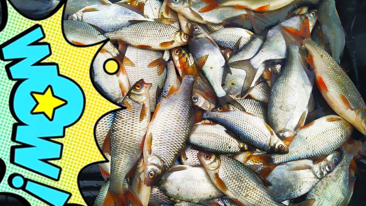 Плотва сошла с ума! Ловля КРУПНОЙ ПЛОТВЫ зимой. Рыбалка в глухозимье 2021! смотреть онлайн