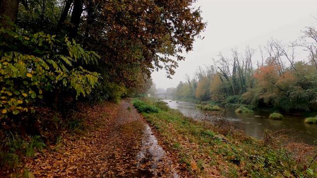 Ambient Nature Silent Watcher, 4K, Sound - Rainy Day 1 смотреть онлайн