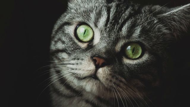 Вечный вопрос, как выбрать имя котенку#cat #кошки #советы #рекомендаци #catblackmajk #blackcatmajk смотреть онлайн