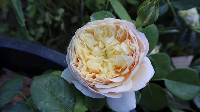 David Austin Rose Charles Darwin first year blooms смотреть онлайн