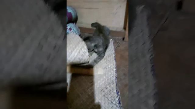 cute kitten playing with mother tail 😻 смотреть онлайн