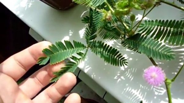 Мимоза стыдливая (лат. Mimosa pudica)