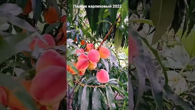 Карликовий персик/Карликовый персик/dwarf peach смотреть онлайн