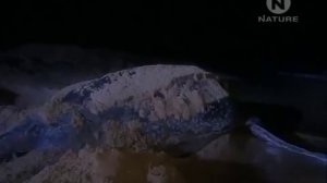 МОРСКИЕ ЧЕРЕПАХИ. ГИГАНТСКИЕ ЧЕРЕПАХИ. ЖИЗНЬ МОРСКИХ ЧЕРЕПАХ