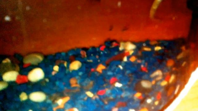 Черная Моллинезия.Недельные Мальки.Кормление мотылем