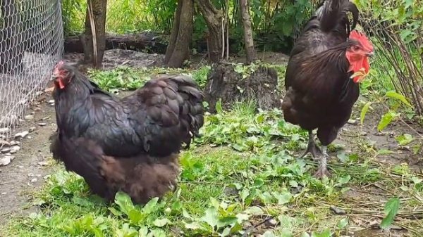 куры джерсийский гигант вся правда о породе гигант джерси