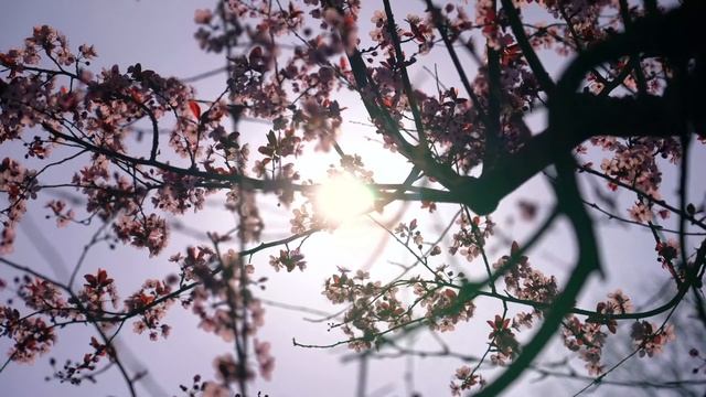 День Воскресения! смотреть онлайн