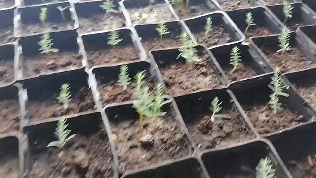 Как я выращиваю кипарисы смотреть онлайн