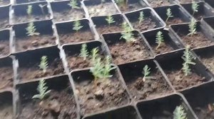 Как я выращиваю кипарисы