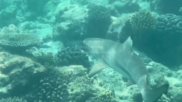 Мальдивы. Maldives. 马尔代夫。 50