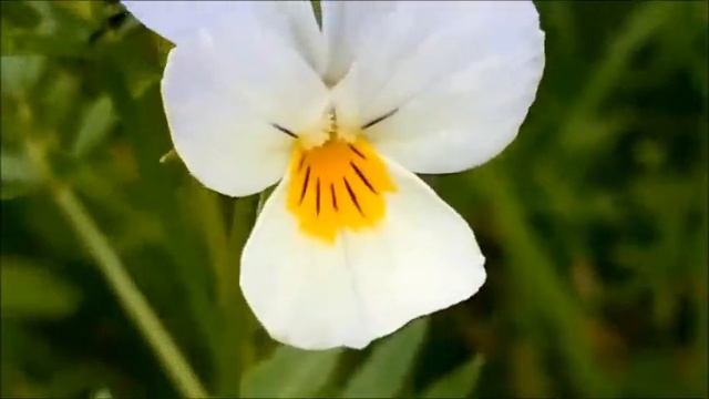 Луговые цветы смотреть онлайн