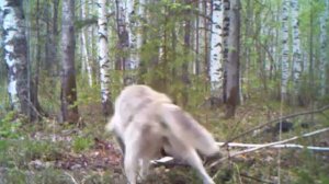 Волк весной на приваде.