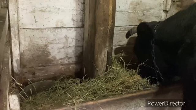 ДОЖДАЛСЯ КОЗЛЯТ АЛЬПИЙСКОЙ ПОРОДЫ/ Новый кролик от соседа/ ответ веганам/ Алавдин любит поросят?? смотреть онлайн