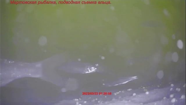 Мартовская рыбалка. Подводная съемка , елец. смотреть онлайн