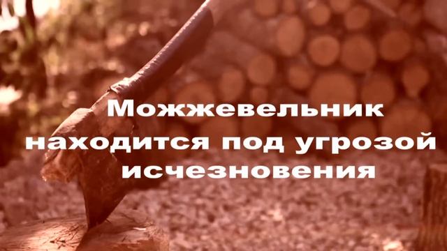 Угроза исчезновения можжевельника в Крыму! смотреть онлайн