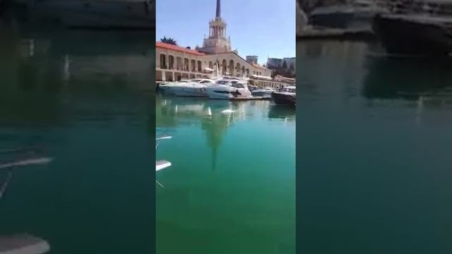В Сочи, киты плавают в море!!!) Белухи смотреть онлайн