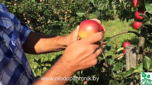 Яблоня сорт Редфри смотреть онлайн