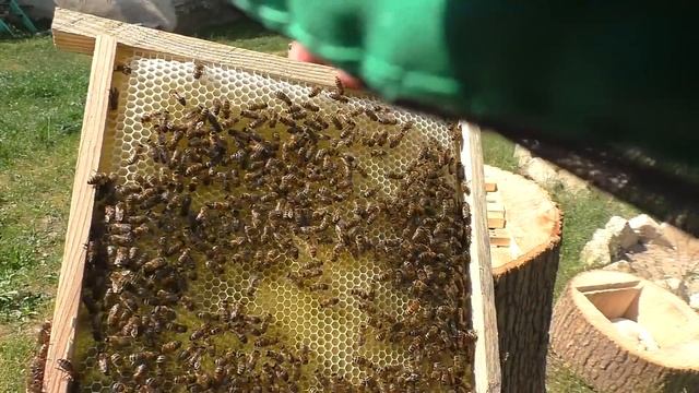 Рой в декоративном улье колоде. Что он успел за 7 дней? смотреть онлайн